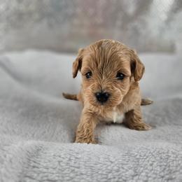 Cupid - Apricot male Maltipoo puppy in Tuscola, Illinois from Dream on puppies