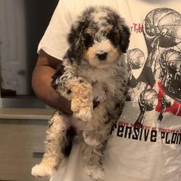 Pepper - Blue merle male Bernedoodle puppy in Richmond, Texas from Harper’s Heartbeats