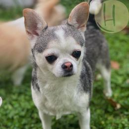 Dakota - Chihuahua