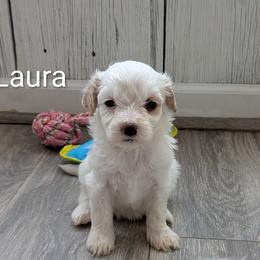 Laura - female Cavapoochon puppy in Poetry, Texas from Darling Doodles of Texas