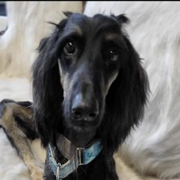Afghan Hounds from Khafra Afghan Hounds