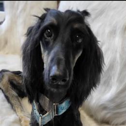 Afghan Hounds from Khafra Afghan Hounds
