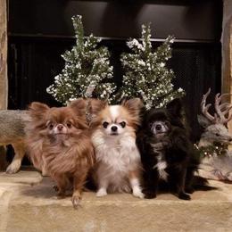Chihuahuas from Cane River Chihuahuas