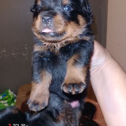 Purple - Black and mahogany female Rottweiler puppy in Janesville, Wisconsin from Maciel House of Rottweilers