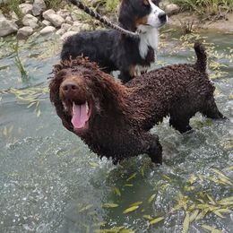 Borat - Poodle