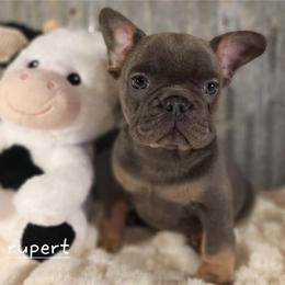Rupert - Black and tan male French Bulldog puppy in Nixa Or Houston, Missouri from Pistol Creek Puppies