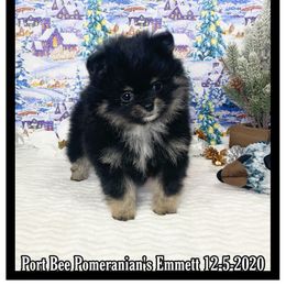 Pomeranian Puppies from Port Bee Pomeranian’s