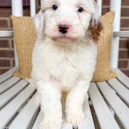 Raven - Parti male Goldendoodle puppy in Sunman, Indiana from Brunsman Country Doodles LLC