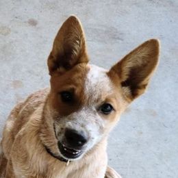 Australian Cattle Dogs from Australian Cattle Cuties