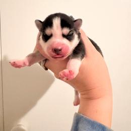 5 - Black and white female Pomsky puppy in La Verne, California from Red Cedar Pomskies