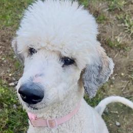 Joy - Parti female Poodle puppy in Denton, Maryland from Cajun Girl Kennels