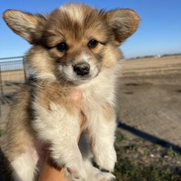Pembroke Welsh Corgi Puppies from Alexander McGary