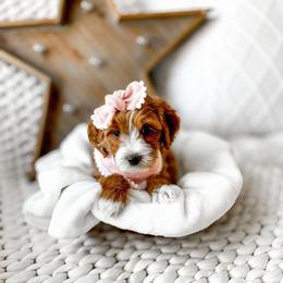 Sarafina - Red  female Goldendoodle puppy in Springville, Utah from Happy Doodle