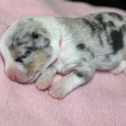 Topaz - Blue merle and white female American Corgi puppy in Omaha, Arkansas from DnD Corgis