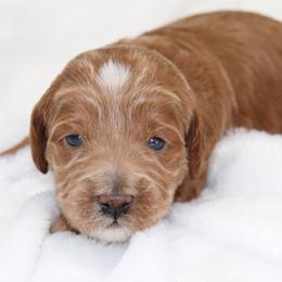 Lucy - Red  female Goldendoodle puppy in Stratford, New Jersey from Meadow Lark Doodles