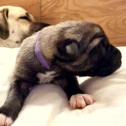 Girl 2 - Fawn female Anatolian Shepherd Dog puppy in Kalispell, Montana from Wild Rooster Family Farm – AKC Anatolian Shepherd Breeder, OFA Health Tested