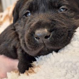 Swipe Right - Black male Labrador Retriever puppy in Martinsburg, West Virginia from Fetching Labrador Retrievers