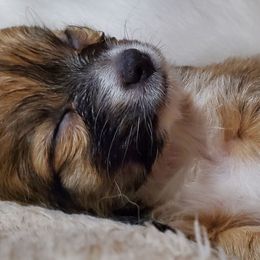 Girl 1 - Chocolate sabled fawn female Chihuahua puppy in Oklahoma City, Oklahoma from Teacup Chihuahuas and Friends