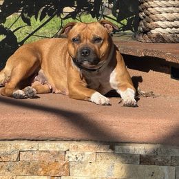 Delta - Staffordshire Bull Terrier