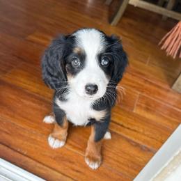Unfurnished - partial blue eye - Tri-color female Bernedoodle puppy in Wamego, Kansas from Doodles of Oz