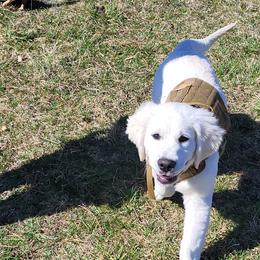 Golden Retriever Puppies from Fiddle In Gold Retrievers