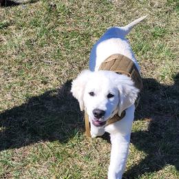 Golden Retriever Puppies from Fiddle In Gold Retrievers