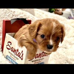 Cavalier King Charles Spaniel and Cavapoo Puppies from Texas Cavalier King Charles Spaniels Manard Enterprises