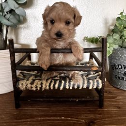 Ozzy - Apricot male Maltipoo puppy in New Port Richey, Florida from Toy Poodles And Maltese Of Florida