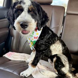 Stormi - female Australian Mountain Doodle puppy in Chattanooga, Tennessee from Scenic City Doodles
