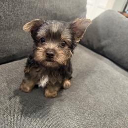 Popsicle - Black and tan male Yorkshire Terrier puppy in Compton, California from Suzane's Yorkshire Terriers