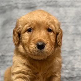 Cherish - Dark golden female Golden Retriever puppy in Salt Lake City, Utah from Soaring golden retrievers
