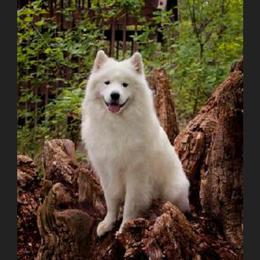 Sully - Samoyed