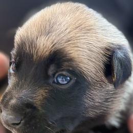Girl 1 - Fawn female Belgian Malinois puppy in Franklin, Virginia from Morning Star Malinois