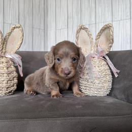Izzy - Fawn (isabella) and tan male Dachshund puppy in North Auburn, California from Northern Doxie