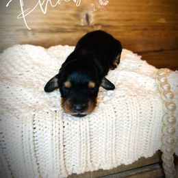 Aussiedoodle, Dachshund, and Miniature Australian Shepherd Puppies from Pretty Paws