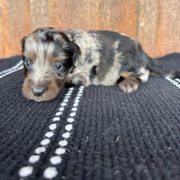 Tar Heel - Blue merle male Aussiedoodle puppy in Eastland, Texas from H5 Mini Doodles
