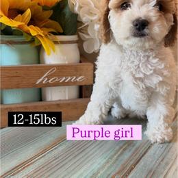 Purple - White female Cavapoo puppy in Layton, Utah from Julie's Puppies