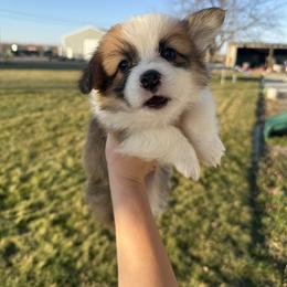 Green - Sable male Pembroke Welsh Corgi puppy in Eltopia, Washington from PNW Pup Co.
