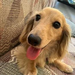 Dachshund Puppies from Golden Creek Farm