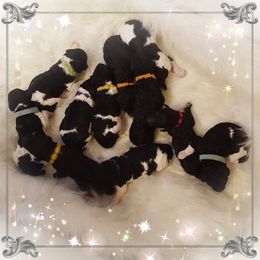 Poodle Puppies from Treasured Standard Poodles