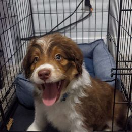Aussiedoodle and Goldendoodle Puppies from Junipersdoodles