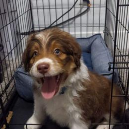 Aussiedoodle and Goldendoodle Puppies from Junipersdoodles