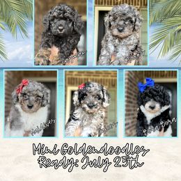 Goldendoodle puppies from Flair Doodles