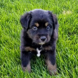 Toy Australian Shepherd Puppies from Shelly Johnson's Australian Shepherds