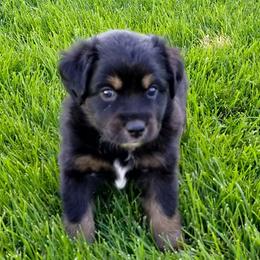 Toy Australian Shepherd Puppies from Shelly Johnson's Australian Shepherds