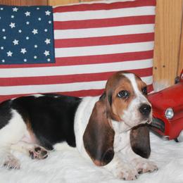 Mickey - Black white and brown female Basset Hound puppy in Dover, Arkansas from S&S American Bassets