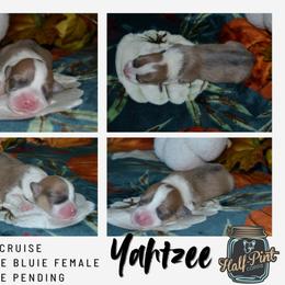 Yahtzee - Sable female Pembroke Welsh Corgi puppy in Poteau, Oklahoma from Half-Pint Corgis