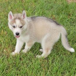 Boy 2 - Gray and white male Siberian Husky puppy in Lake Arthur, Louisiana from Gingers Husky Mansion