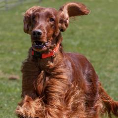 Irish Setters from Bodacious Irish Setters