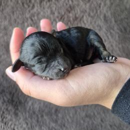 Ashley - Phantom female Poodle puppy in Chandler, Arizona from Fabi Poodle